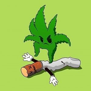 Cannabaceae